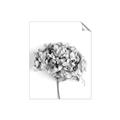 Picture of Dried Hydrangea _GroupedProduct_Rectangle_Portrait_Photography _GroupedProduct_Rectangle_Portrait_Unframed_Print_Only_