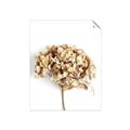 Picture of Dried Hydrangea _GroupedProduct_Rectangle_Portrait_Photography _GroupedProduct_Rectangle_Portrait_Unframed_Print_Only_