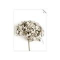 Picture of Dried Hydrangea _GroupedProduct_Rectangle_Portrait_Photography _GroupedProduct_Rectangle_Portrait_Unframed_Print_Only_