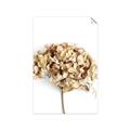 Picture of Dried Hydrangea _GroupedProduct_Rectangle_Portrait_Photography _GroupedProduct_Rectangle_Portrait_Unframed_Print_Only_