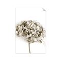 Picture of Dried Hydrangea _GroupedProduct_Rectangle_Portrait_Photography _GroupedProduct_Rectangle_Portrait_Unframed_Print_Only_