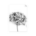 Picture of Dried Hydrangea _GroupedProduct_Rectangle_Portrait_Photography _GroupedProduct_Rectangle_Portrait_Unframed_Print_Only_