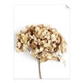Picture of Dried Hydrangea _GroupedProduct_Rectangle_Portrait_Photography _GroupedProduct_Rectangle_Portrait_Unframed_Print_Only_