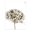 Picture of Dried Hydrangea _GroupedProduct_Rectangle_Portrait_Photography _GroupedProduct_Rectangle_Portrait_Unframed_Print_Only_