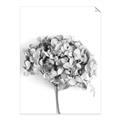Picture of Dried Hydrangea _GroupedProduct_Rectangle_Portrait_Photography _GroupedProduct_Rectangle_Portrait_Unframed_Print_Only_