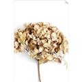 Picture of Dried Hydrangea _GroupedProduct_Rectangle_Portrait_Photography _GroupedProduct_Rectangle_Portrait_Unframed_Print_Only_
