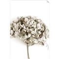 Picture of Dried Hydrangea _GroupedProduct_Rectangle_Portrait_Photography _GroupedProduct_Rectangle_Portrait_Unframed_Print_Only_