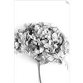 Picture of Dried Hydrangea _GroupedProduct_Rectangle_Portrait_Photography _GroupedProduct_Rectangle_Portrait_Unframed_Print_Only_