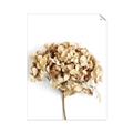 Picture of Dried Hydrangea _GroupedProduct_Rectangle_Portrait_Photography _GroupedProduct_Rectangle_Portrait_Unframed_Print_Only_