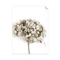 Picture of Dried Hydrangea _GroupedProduct_Rectangle_Portrait_Photography _GroupedProduct_Rectangle_Portrait_Unframed_Print_Only_