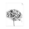Picture of Dried Hydrangea _GroupedProduct_Rectangle_Portrait_Photography _GroupedProduct_Rectangle_Portrait_Unframed_Print_Only_