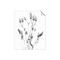 Picture of Dried Lilies  _GroupedProduct_Rectangle_Portrait_Photography _GroupedProduct_Rectangle_Portrait_Unframed_Print_Only_