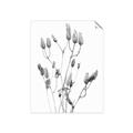 Picture of Dried Lilies  _GroupedProduct_Rectangle_Portrait_Photography _GroupedProduct_Rectangle_Portrait_Unframed_Print_Only_