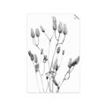Picture of Dried Lilies  _GroupedProduct_Rectangle_Portrait_Photography _GroupedProduct_Rectangle_Portrait_Unframed_Print_Only_