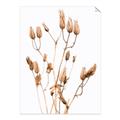 Picture of Dried Lilies  _GroupedProduct_Rectangle_Portrait_Photography _GroupedProduct_Rectangle_Portrait_Unframed_Print_Only_
