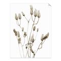 Picture of Dried Lilies  _GroupedProduct_Rectangle_Portrait_Photography _GroupedProduct_Rectangle_Portrait_Unframed_Print_Only_