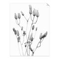 Picture of Dried Lilies  _GroupedProduct_Rectangle_Portrait_Photography _GroupedProduct_Rectangle_Portrait_Unframed_Print_Only_