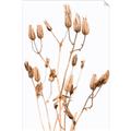 Picture of Dried Lilies  _GroupedProduct_Rectangle_Portrait_Photography _GroupedProduct_Rectangle_Portrait_Unframed_Print_Only_