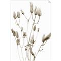 Picture of Dried Lilies  _GroupedProduct_Rectangle_Portrait_Photography _GroupedProduct_Rectangle_Portrait_Unframed_Print_Only_