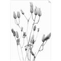 Picture of Dried Lilies  _GroupedProduct_Rectangle_Portrait_Photography _GroupedProduct_Rectangle_Portrait_Unframed_Print_Only_
