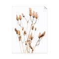 Picture of Dried Lilies  _GroupedProduct_Rectangle_Portrait_Photography _GroupedProduct_Rectangle_Portrait_Unframed_Print_Only_