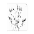 Picture of Dried Lilies  _GroupedProduct_Rectangle_Portrait_Photography _GroupedProduct_Rectangle_Portrait_Unframed_Print_Only_