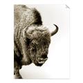 Picture of Buffalo Bill _GroupedProduct_Rectangle_Portrait_Photography _GroupedProduct_Rectangle_Portrait_Unframed_Print_Only_