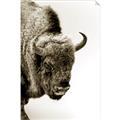 Picture of Buffalo Bill _GroupedProduct_Rectangle_Portrait_Photography _GroupedProduct_Rectangle_Portrait_Unframed_Print_Only_