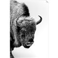 Picture of Buffalo Bill _GroupedProduct_Rectangle_Portrait_Photography _GroupedProduct_Rectangle_Portrait_Unframed_Print_Only_