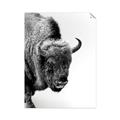 Picture of Buffalo Bill _GroupedProduct_Rectangle_Portrait_Photography _GroupedProduct_Rectangle_Portrait_Unframed_Print_Only_