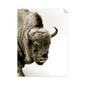 Picture of Buffalo Bill _GroupedProduct_Rectangle_Portrait_Photography _GroupedProduct_Rectangle_Portrait_Unframed_Print_Only_