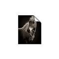 Picture of Ebony, the Horse _GroupedProduct_Rectangle_Portrait_Photography _GroupedProduct_Rectangle_Portrait_Unframed_Print_Only_