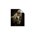 Picture of Ebony, the Horse _GroupedProduct_Rectangle_Portrait_Photography _GroupedProduct_Rectangle_Portrait_Unframed_Print_Only_