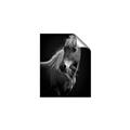 Picture of Ebony, the Horse _GroupedProduct_Rectangle_Portrait_Photography _GroupedProduct_Rectangle_Portrait_Unframed_Print_Only_