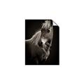 Picture of Ebony, the Horse _GroupedProduct_Rectangle_Portrait_Photography _GroupedProduct_Rectangle_Portrait_Unframed_Print_Only_