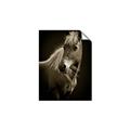 Picture of Ebony, the Horse _GroupedProduct_Rectangle_Portrait_Photography _GroupedProduct_Rectangle_Portrait_Unframed_Print_Only_