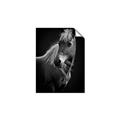Picture of Ebony, the Horse _GroupedProduct_Rectangle_Portrait_Photography _GroupedProduct_Rectangle_Portrait_Unframed_Print_Only_