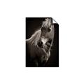 Picture of Ebony, the Horse _GroupedProduct_Rectangle_Portrait_Photography _GroupedProduct_Rectangle_Portrait_Unframed_Print_Only_