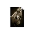 Picture of Ebony, the Horse _GroupedProduct_Rectangle_Portrait_Photography _GroupedProduct_Rectangle_Portrait_Unframed_Print_Only_