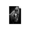 Picture of Ebony, the Horse _GroupedProduct_Rectangle_Portrait_Photography _GroupedProduct_Rectangle_Portrait_Unframed_Print_Only_