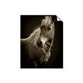 Picture of Ebony, the Horse _GroupedProduct_Rectangle_Portrait_Photography _GroupedProduct_Rectangle_Portrait_Unframed_Print_Only_