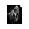 Picture of Ebony, the Horse _GroupedProduct_Rectangle_Portrait_Photography _GroupedProduct_Rectangle_Portrait_Unframed_Print_Only_