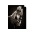 Picture of Ebony, the Horse _GroupedProduct_Rectangle_Portrait_Photography _GroupedProduct_Rectangle_Portrait_Unframed_Print_Only_