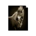 Picture of Ebony, the Horse _GroupedProduct_Rectangle_Portrait_Photography _GroupedProduct_Rectangle_Portrait_Unframed_Print_Only_