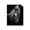 Picture of Ebony, the Horse _GroupedProduct_Rectangle_Portrait_Photography _GroupedProduct_Rectangle_Portrait_Unframed_Print_Only_