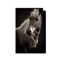 Picture of Ebony, the Horse _GroupedProduct_Rectangle_Portrait_Photography _GroupedProduct_Rectangle_Portrait_Unframed_Print_Only_
