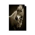 Picture of Ebony, the Horse _GroupedProduct_Rectangle_Portrait_Photography _GroupedProduct_Rectangle_Portrait_Unframed_Print_Only_