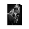Picture of Ebony, the Horse _GroupedProduct_Rectangle_Portrait_Photography _GroupedProduct_Rectangle_Portrait_Unframed_Print_Only_