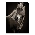 Picture of Ebony, the Horse _GroupedProduct_Rectangle_Portrait_Photography _GroupedProduct_Rectangle_Portrait_Unframed_Print_Only_