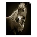 Picture of Ebony, the Horse _GroupedProduct_Rectangle_Portrait_Photography _GroupedProduct_Rectangle_Portrait_Unframed_Print_Only_